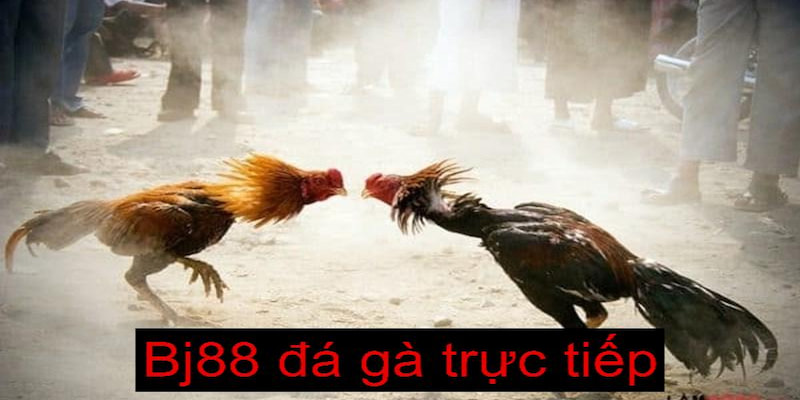 Giới thiệu về sảnh cược Bj88 đá gà trực tiếp